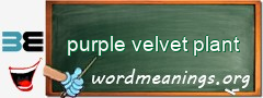 WordMeaning blackboard for purple velvet plant